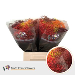 Gyps Fijn Herfst Mix – 60cm