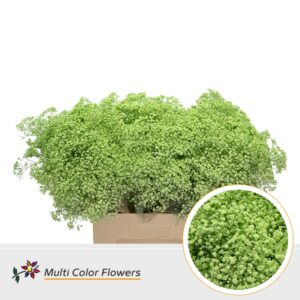 Gyps Fijn Mint – 60cm
