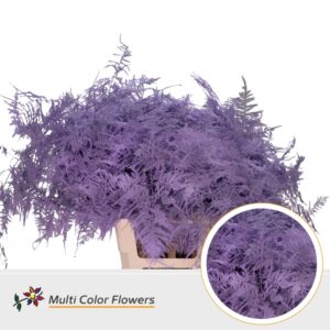 Asparagus extra V Milka – 65cm