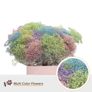 Gyps Fijn Pastel Mix – 60cm
