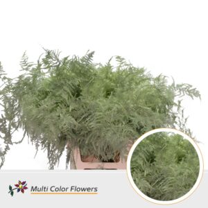 Asparagus extra V Mint – 65cm