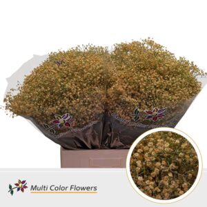 Gyps Fijn Apricot – 70cm
