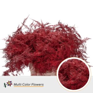 Asparagus extra V Rood – 65cm