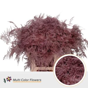 Asparagus extra V Rose Goud – 65cm