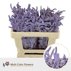 Amaranthus Milka – 50cm