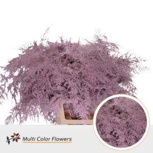 Asparagus extra V Rose licht – 65cm