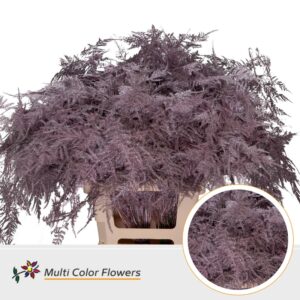 Asparagus extra V Rose metallic – 65cm