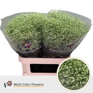 Gyps Fijn Mint – 80cm