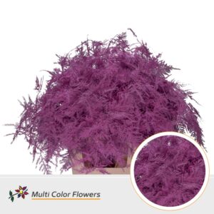 Asparagus extra V Rose nieuw – 65cm