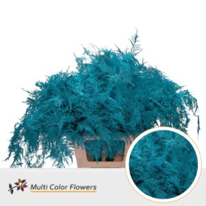Asparagus extra V Turquoise – 65cm