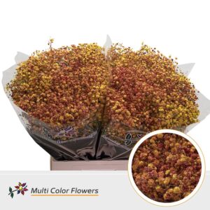 Gyps Grof Autumn – 70cm