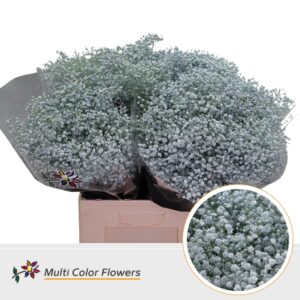 Gyps Grof Blauw licht – 70cm