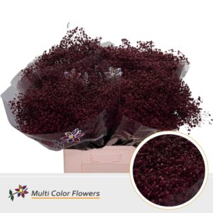 Gyps Grof Bordeaux – 70cm