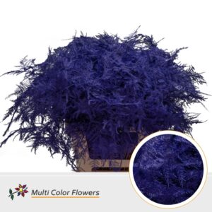 Asparagus extra V Violet donker – 65cm