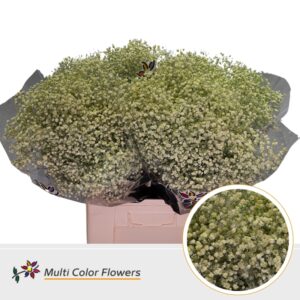 Gyps Grof Creme – 70cm