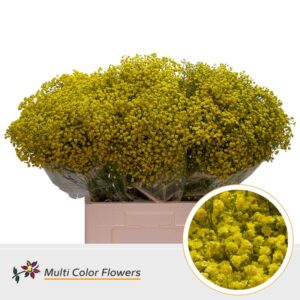 Gyps Grof Geel – 70cm