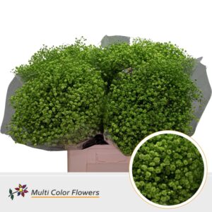 Gyps Grof Groen appel – 70cm