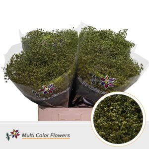 Gyps Grof Groen Olijf – 70cm