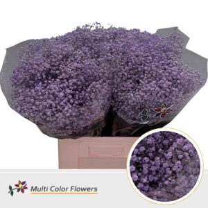 Gyps Grof Milka – 70cm
