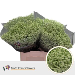 Gyps Grof Mint – 70cm
