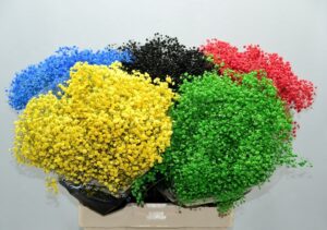 Gyps Grof Olympics – 70cm