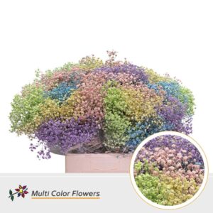 Gyps Grof Pastel Mix – 70cm