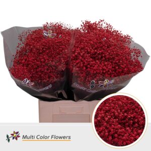 Gyps Grof Rood – 70cm