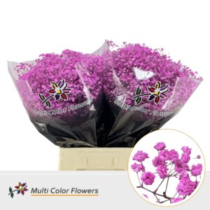 Gyps Grof Rose Lady – 70cm