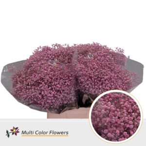 Gyps Grof Rose nieuw – 70cm