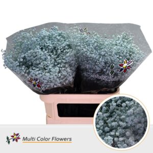 Gyps Grof Blauw licht – 80cm