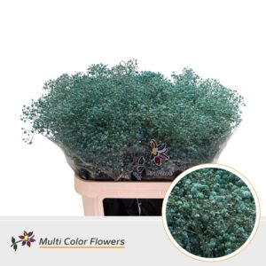 Gyps Grof Blue ice – 80cm
