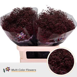 Gyps Grof Bordeaux – 80cm