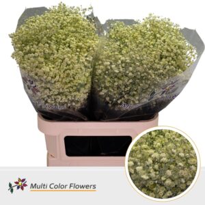 Gyps Grof Creme – 80cm