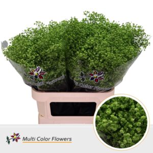 Gyps Grof Groen appel – 80cm