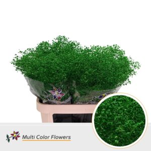 Gyps Grof Groen Donker – 80cm