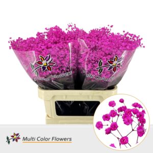 Gyps Grof Hot Pink – 80cm
