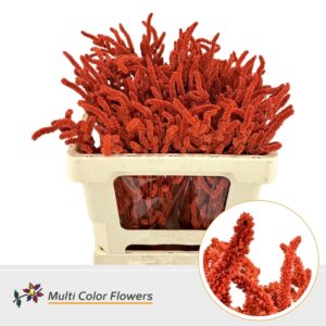 Amaranthus Oranje – 50cm