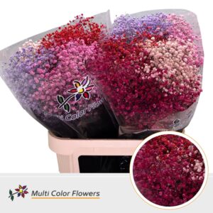 Gyps Grof Love Mix – 80cm