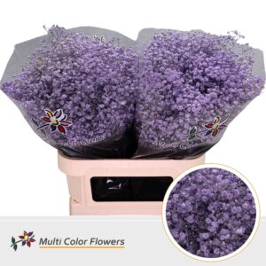 Gyps Grof Milka – 80cm