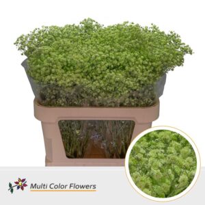 Gyps Grof Mint – 80cm