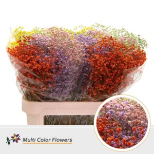 Gyps Grof Mix – 80cm