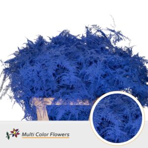 Asparagus lang Blauw donker – 85cm