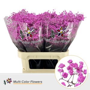 Gyps Grof Rose Lady – 80cm
