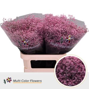Gyps Grof Rose nieuw – 80cm