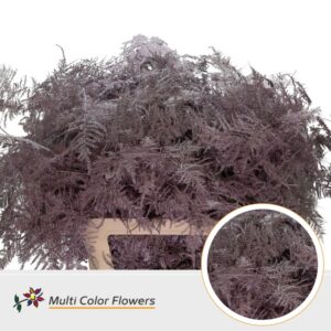 Asparagus lang Blauw Donker Metallic (import) – 80cm