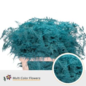 Asparagus lang Blue ice – 85cm