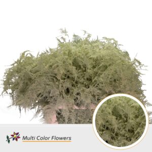 Asparagus lang Creme – 85cm