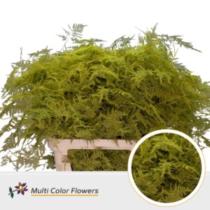 Asparagus lang Geel – 85cm