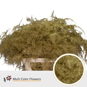 Asparagus lang Goud – 85cm