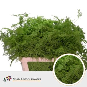 Asparagus lang Groen appel – 85cm